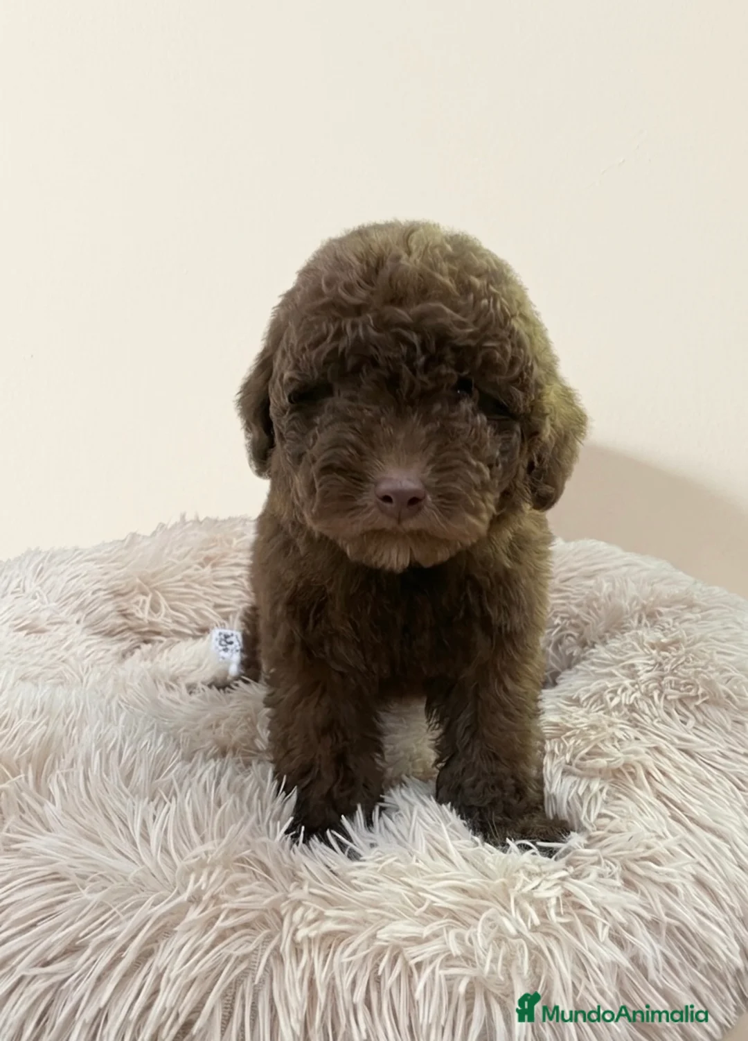 Caniche Enano perros en venta: Caniche enano chocolate en Albacete - Anuncio 2