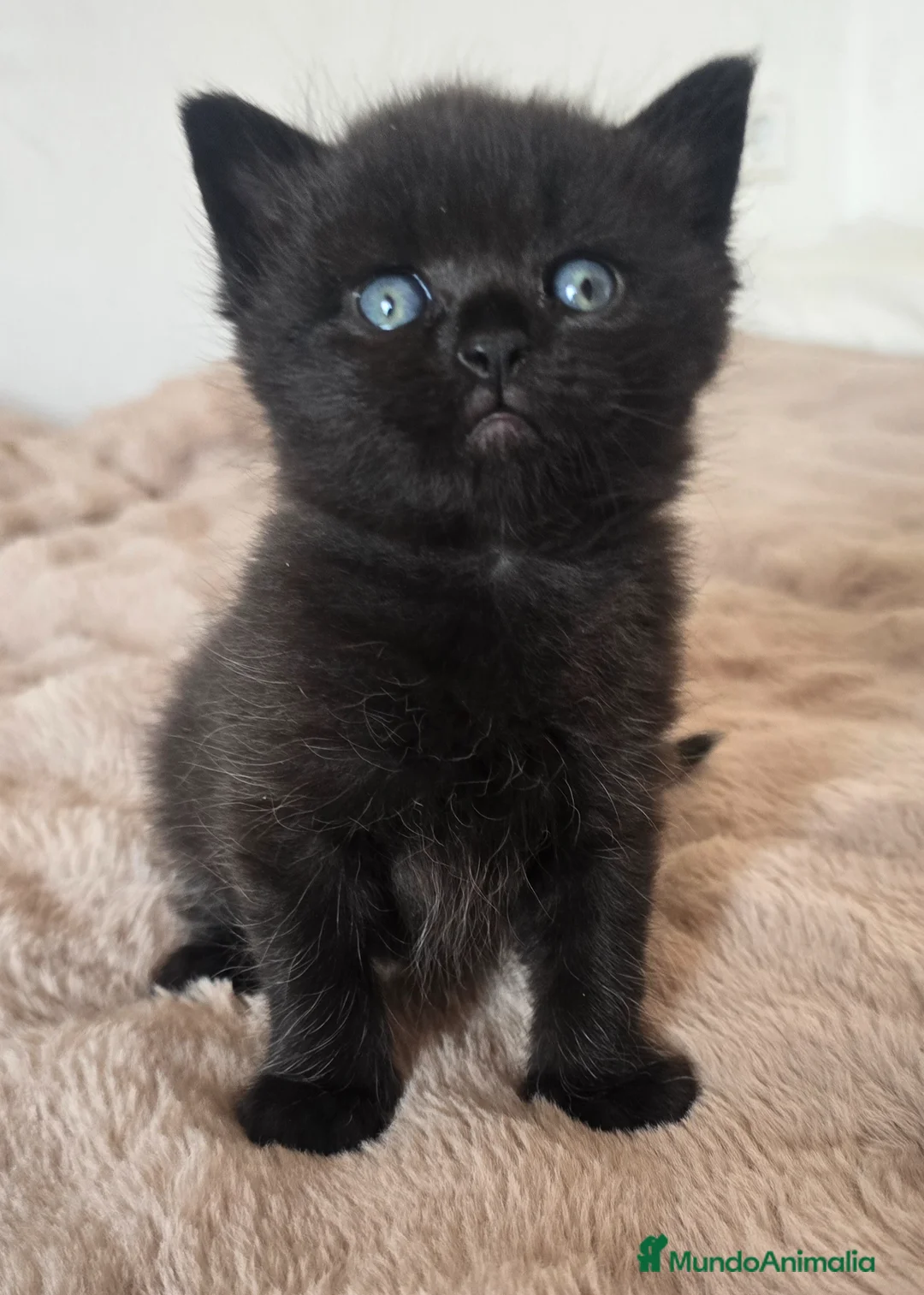 Británico de Pelo Corto gatos en venta: Gatcot.com - Anuncio 5