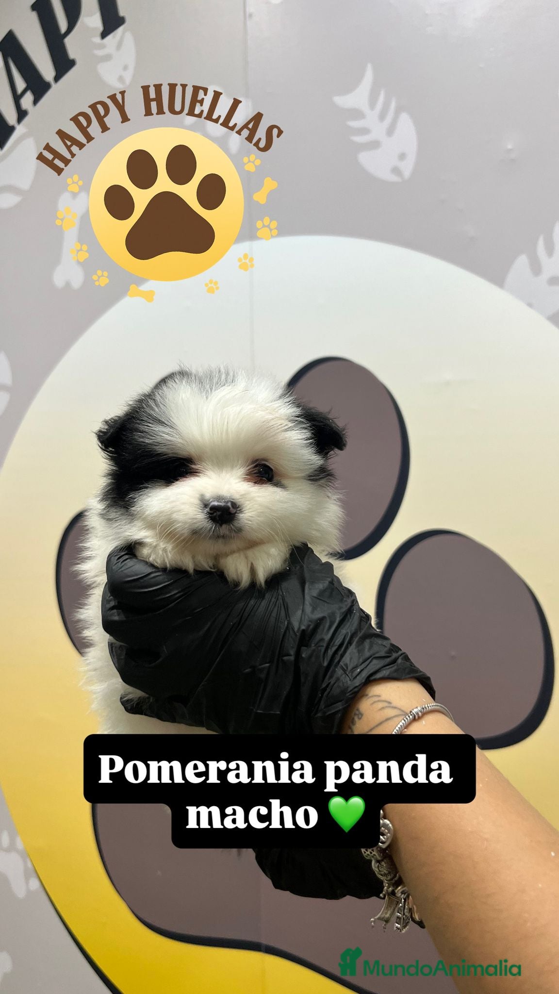 Pomerania perros ✨ Cachorros Pomerania Panda Toy Machos – 3 Meses ✨ - Anuncio 8