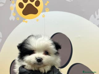 Pomerania perros ✨ Cachorros Pomerania Panda Toy Machos – 3 Meses ✨ - Anuncio 33
