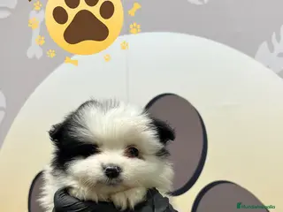 Pomerania perros ✨ Cachorros Pomerania Panda Toy Machos – 3 Meses ✨ - Anuncio 37