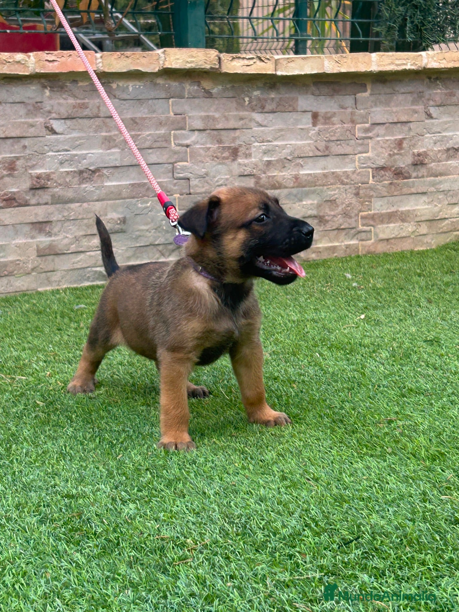 Pastor Belga Malinois perros Cachorros pastor belga Malinois  - Anuncio 2