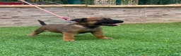 Pastor Belga Malinois perros en venta: Cachorros pastor belga Malinois  - Anuncio 1