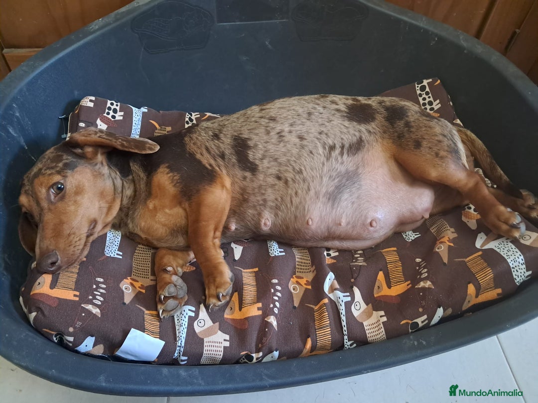 Teckel Miniatura perros en venta: Teckel Miniatura  - Imagen 8