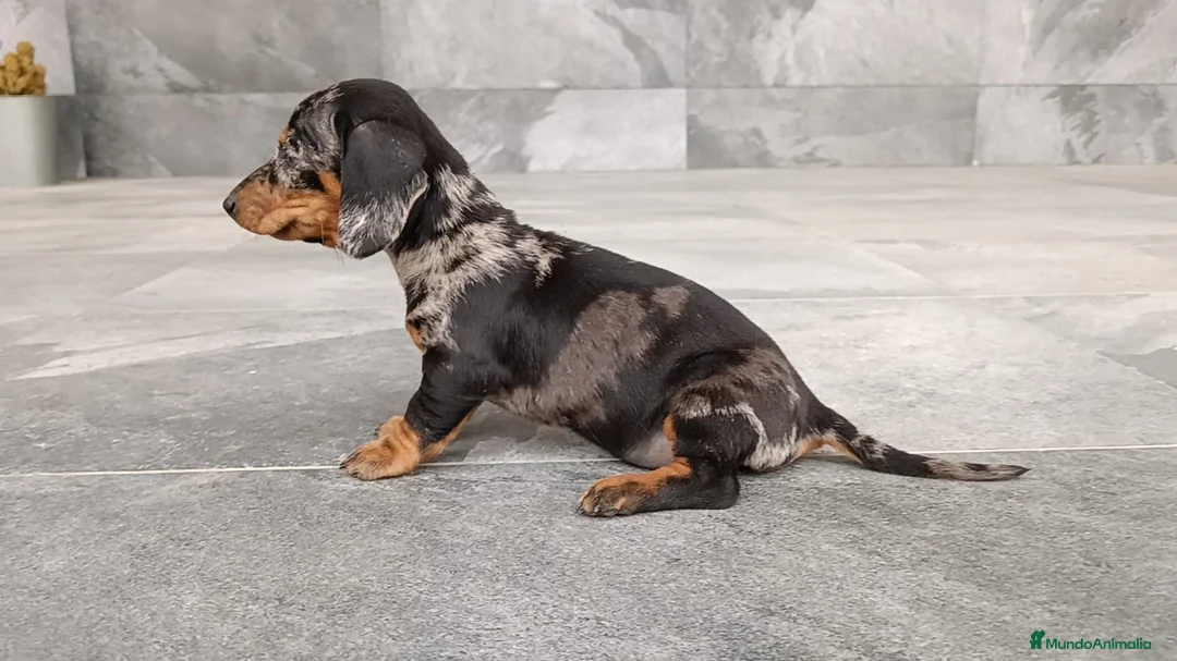 Teckel Miniatura perros en venta: Teckel mini - Anuncio 4
