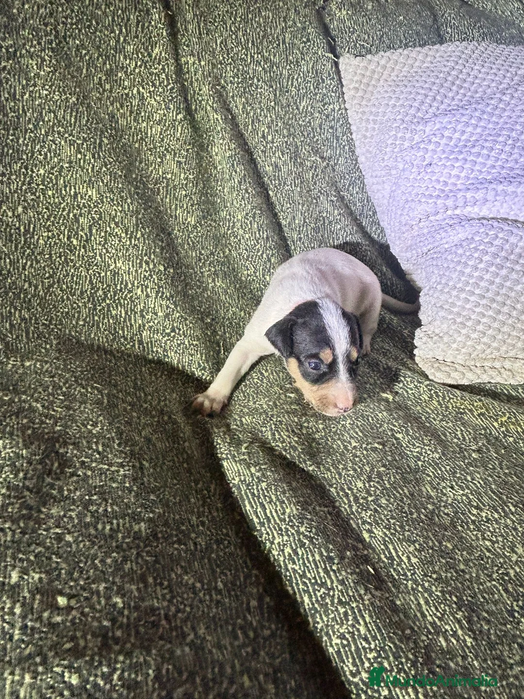 Ratonero Bodeguero Andaluz perros en venta: Cachorros bodeguero - Anuncio 5