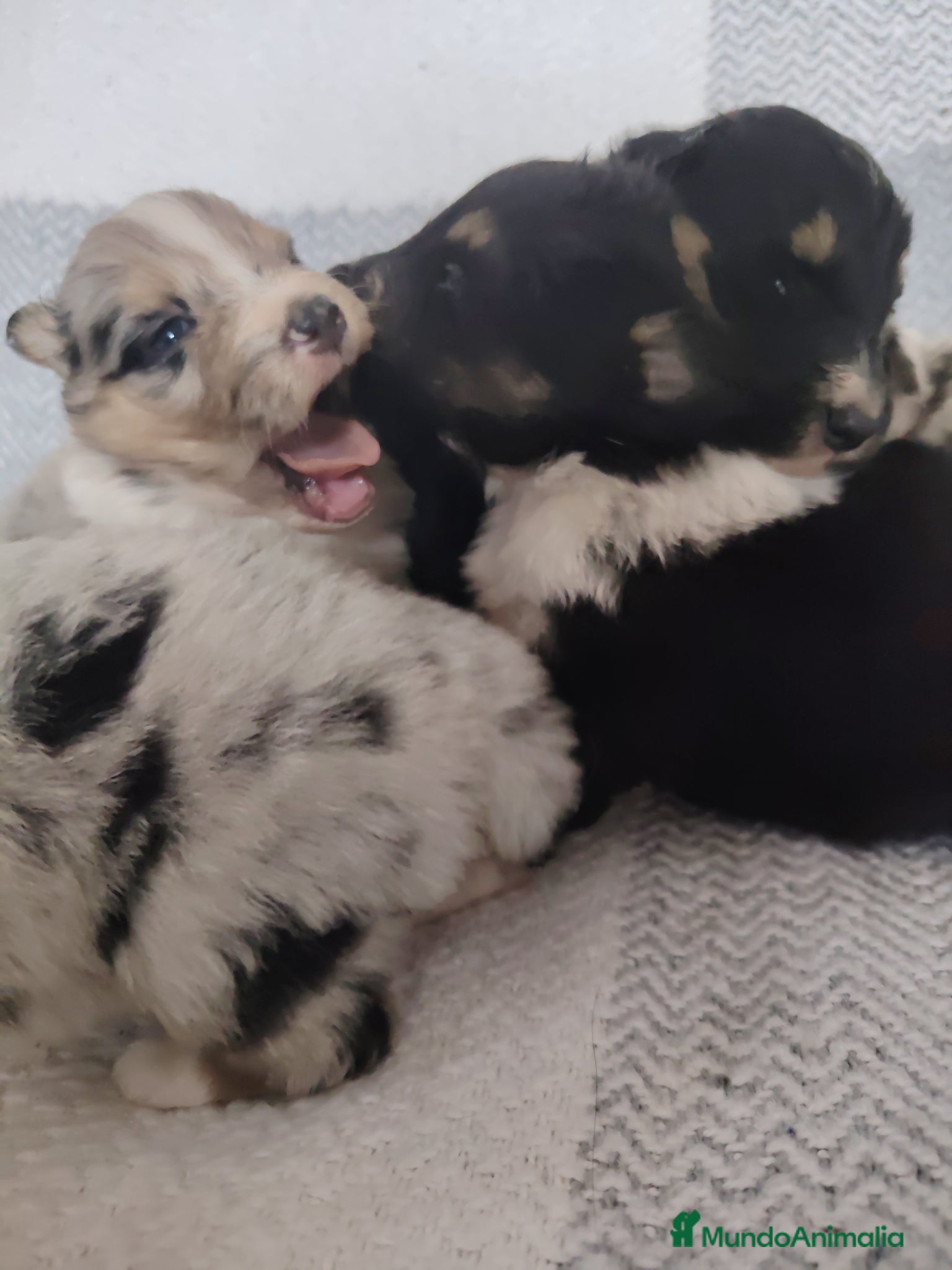 Collie de Pelo Largo perros Cachorros collie pelo largo/ rough collie - Anuncio 2