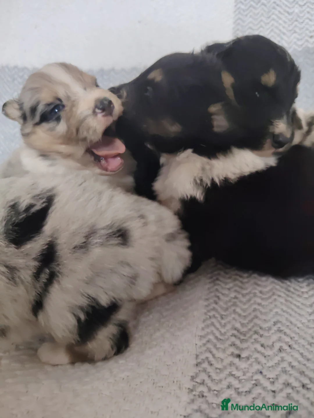 Collie de Pelo Largo perros en venta: Cachorros collie pelo largo/ rough collie - Anuncio 2