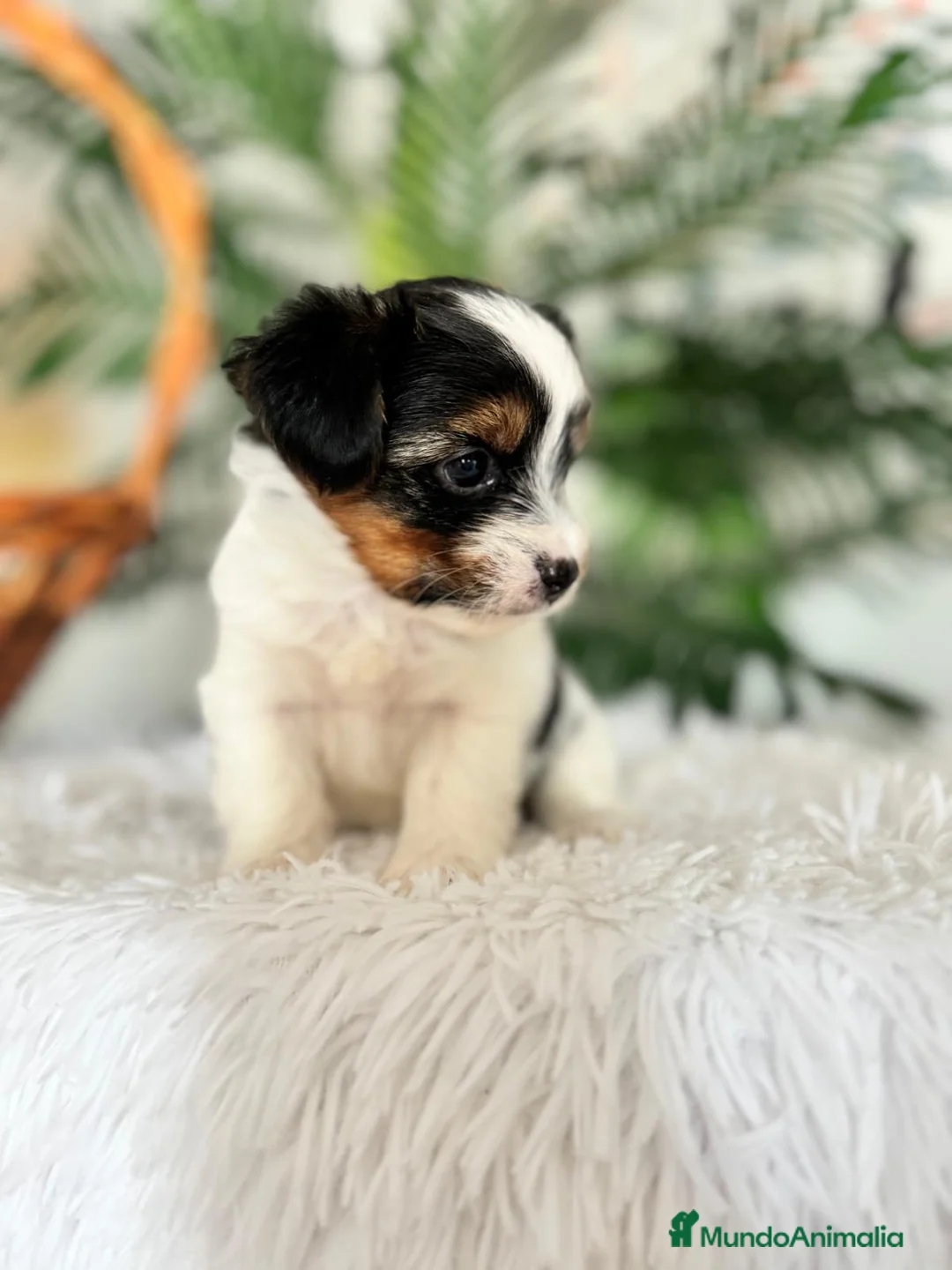 Yorkshire Terrier perros en venta: YORKSHIRE BIEWER - Anuncio 19