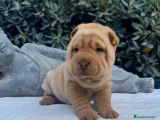 Shar Pei perros BEBES SHAR PEI en Málaga - Anuncio 30
