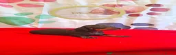 Teckel Miniatura perros en venta: Teckel  - Anuncio 1