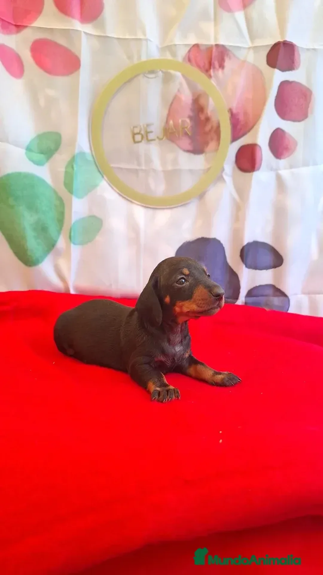 Teckel Miniatura perros en venta: Teckel  - Anuncio 1