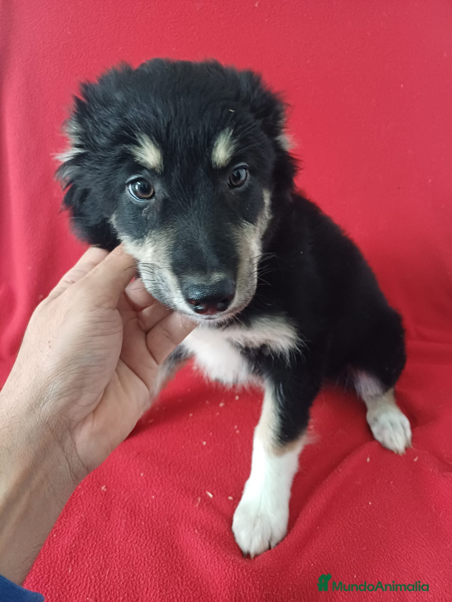 Border Collie perros Border Collie  - Anuncio 1