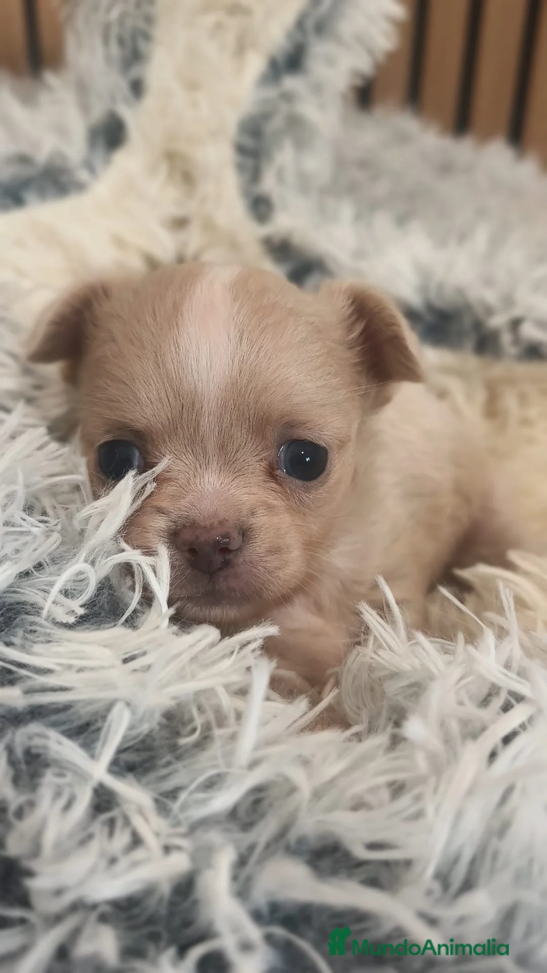 Chihuahua perros en venta: Chihuahua Toy pelo largo  - Anuncio 1