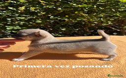 Chihuahua perros en venta: Machito chihuahua color exótico  - Imagen 3