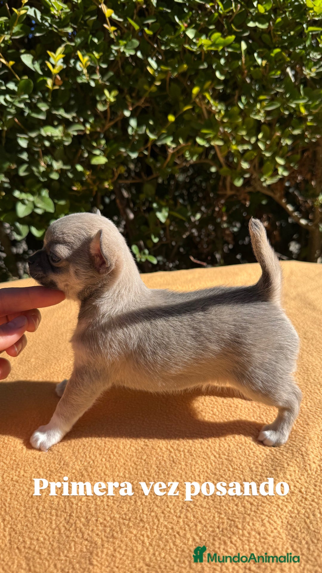 Chihuahua perros en venta: Machito chihuahua color exótico  - Imagen 3