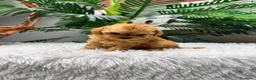 Caniche Toy perros en venta: CANICHE TOY-MUY PEQUEÑITO - Anuncio 16