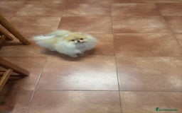 Pomerania perros en venta: Espectacular macho y hembra Lulú pomerania  - Imagen 7