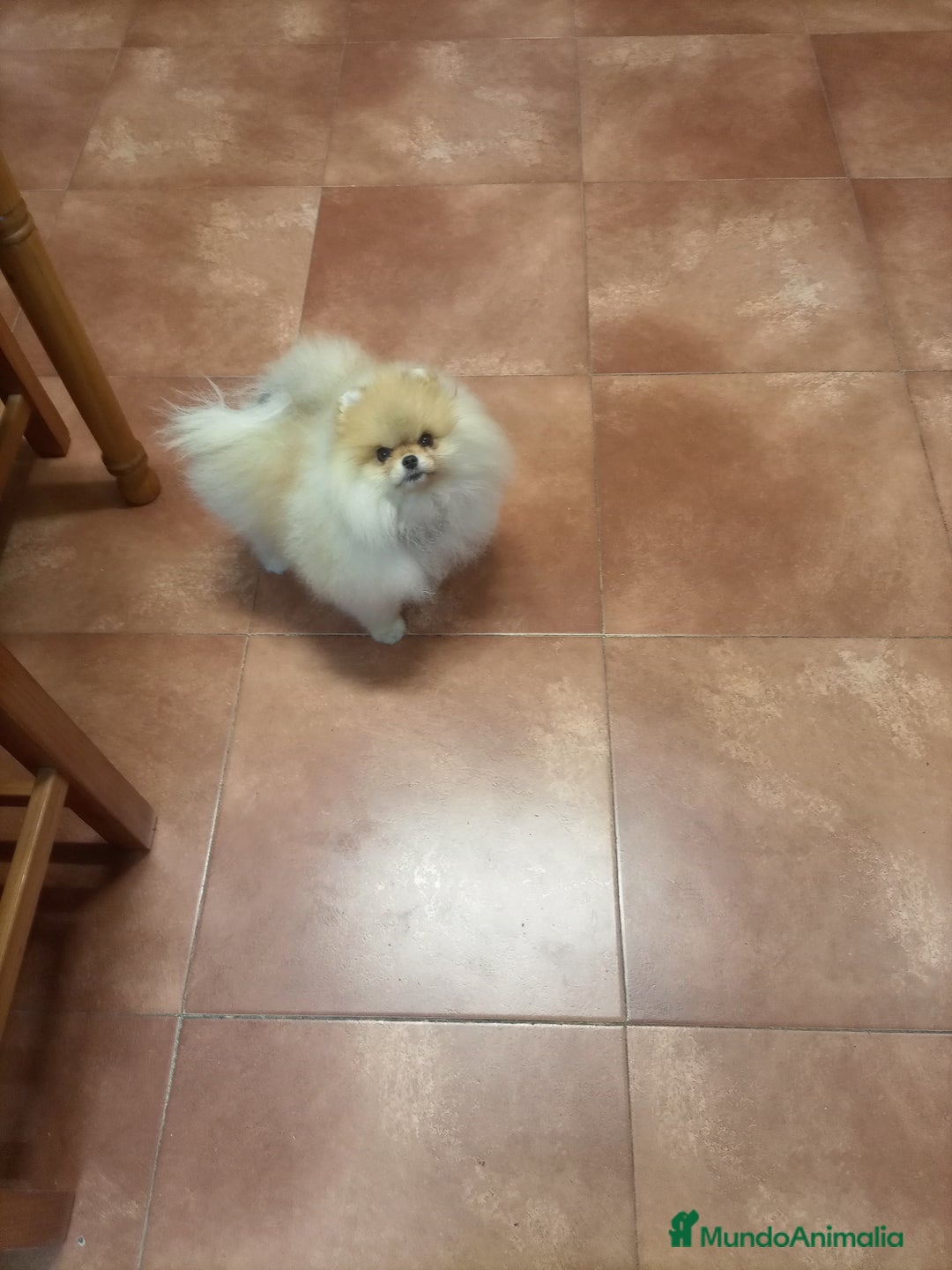 Pomerania perros en venta: Espectacular macho y hembra Lulú pomerania  - Imagen 7