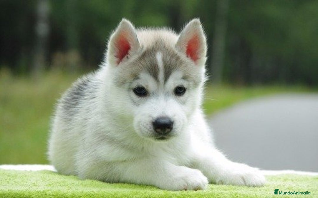 Husky Siberiano perros en venta: Adorable bebé de Husky Siberiano - Imagen 1