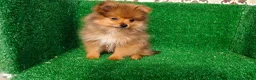 Pomerania perros en venta: Pomerania  - Anuncio 14