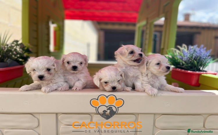 Bichón Maltés perros en Segovia - Propaganda 12