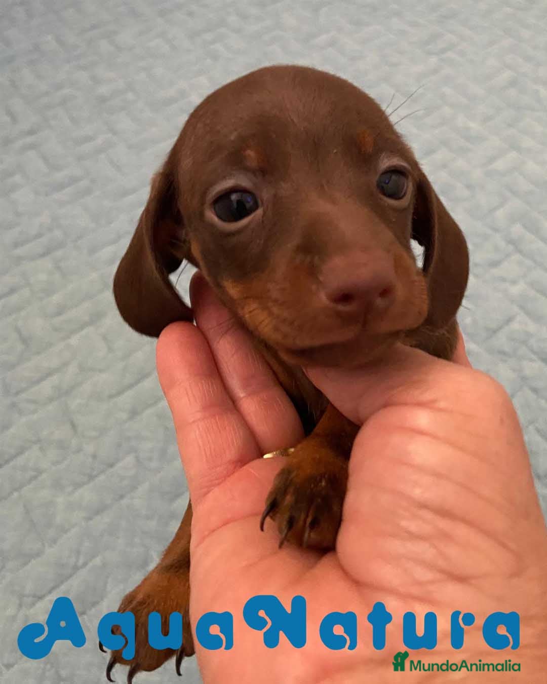 Teckel perros Teckel Hembra 6259 - AQUANATURA en Barcelona - Anuncio 29