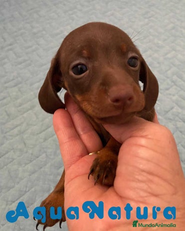 Teckel perros en Barcelona - Anuncio 1