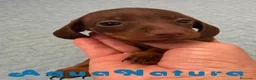 Teckel perros en venta: Teckel Hembra 6259 - AQUANATURA en Barcelona - Anuncio 1