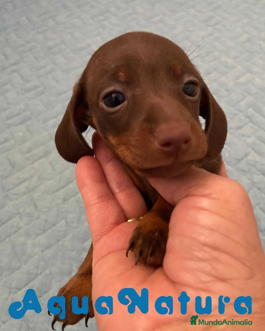 Teckel perros en venta: Teckel Hembra 6259 - AQUANATURA en Barcelona - Anuncio 1