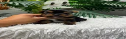 Yorkshire Terrier perros en venta: YORKSHIRE TERRIER - Anuncio 13