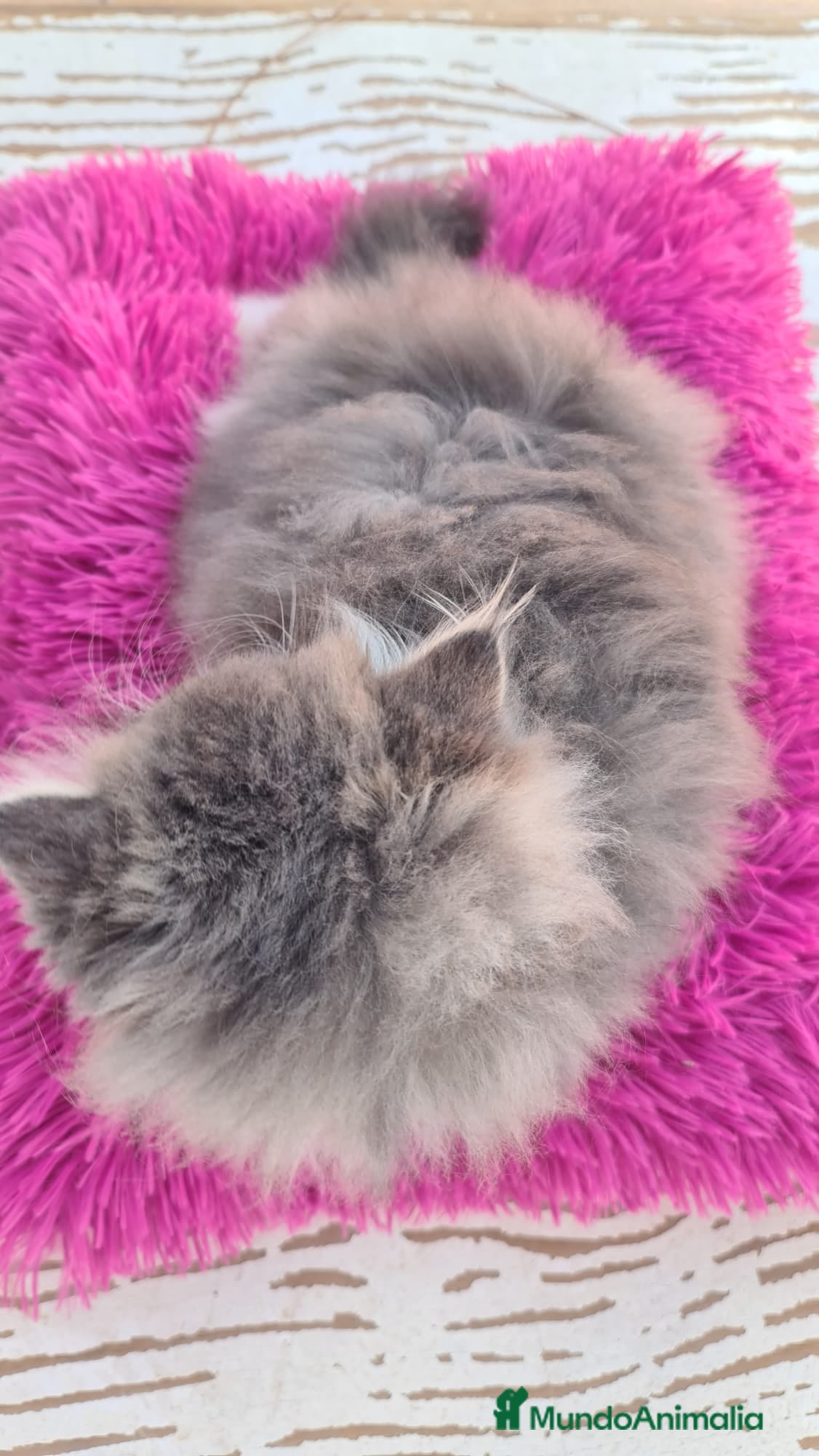 Himalayo gatos Ideal macho Himalayo en Madrid - Anuncio 2