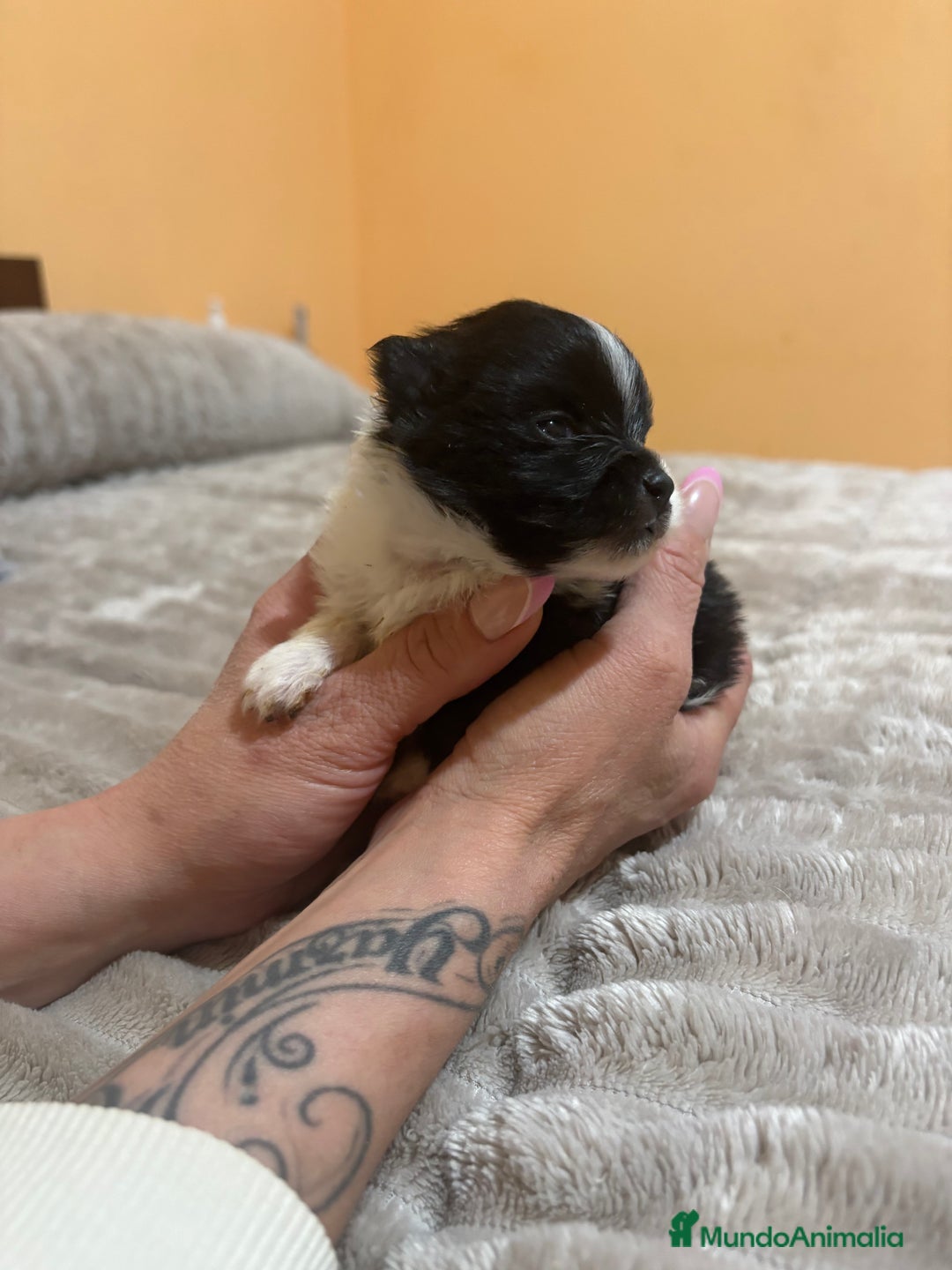 Pomerania perros en venta: Macho Lulu de Pomerania Toy party  - Anuncio 8