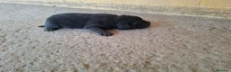 Labrador Retriever perros en venta: LABRADOR  - Anuncio 1