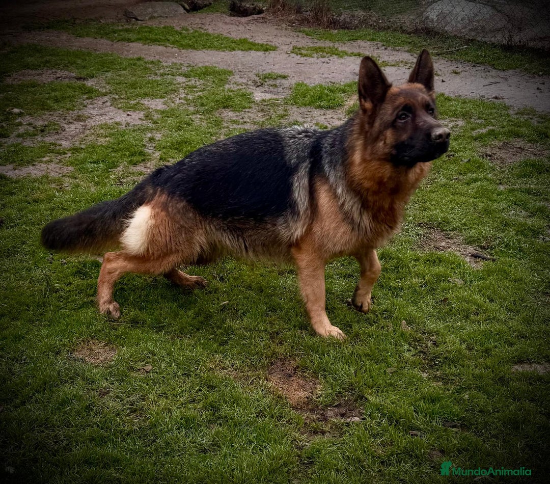 Pastor Alemán perros en venta: pastor alemán negro sólido belleza - Anuncio 6