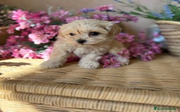 Maltipoo perros en venta: Maltipoo toy hembra (entrega en diciembre) - Imagen 3