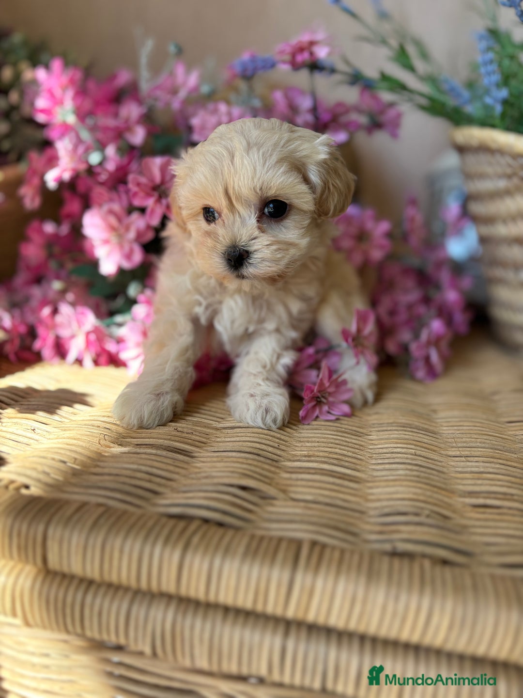 Maltipoo perros en venta: Maltipoo toy hembra (entrega en diciembre) - Imagen 3