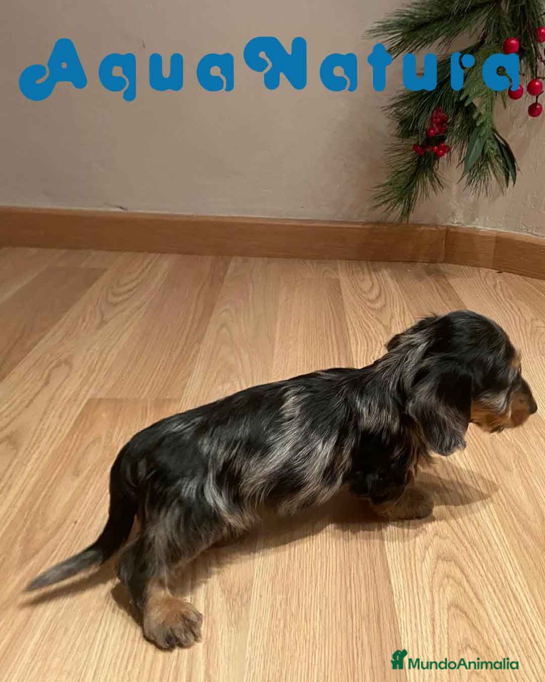 Teckel Miniatura perros en venta: Teckel Macho Pelo Largo 1999 AQUANATURA - Anuncio 1