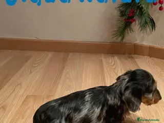 Teckel Miniatura perros Teckel Macho Pelo Largo 1999 AQUANATURA - Anuncio 13