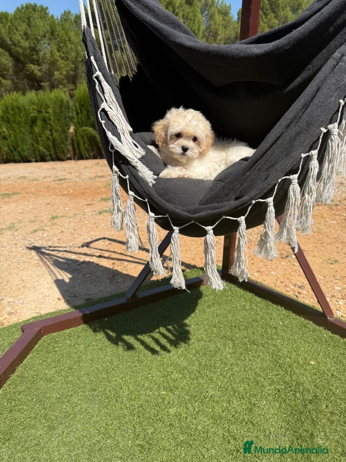 Maltipoo perros Maltipoo hembra fotos actuales!!! - Anuncio 1