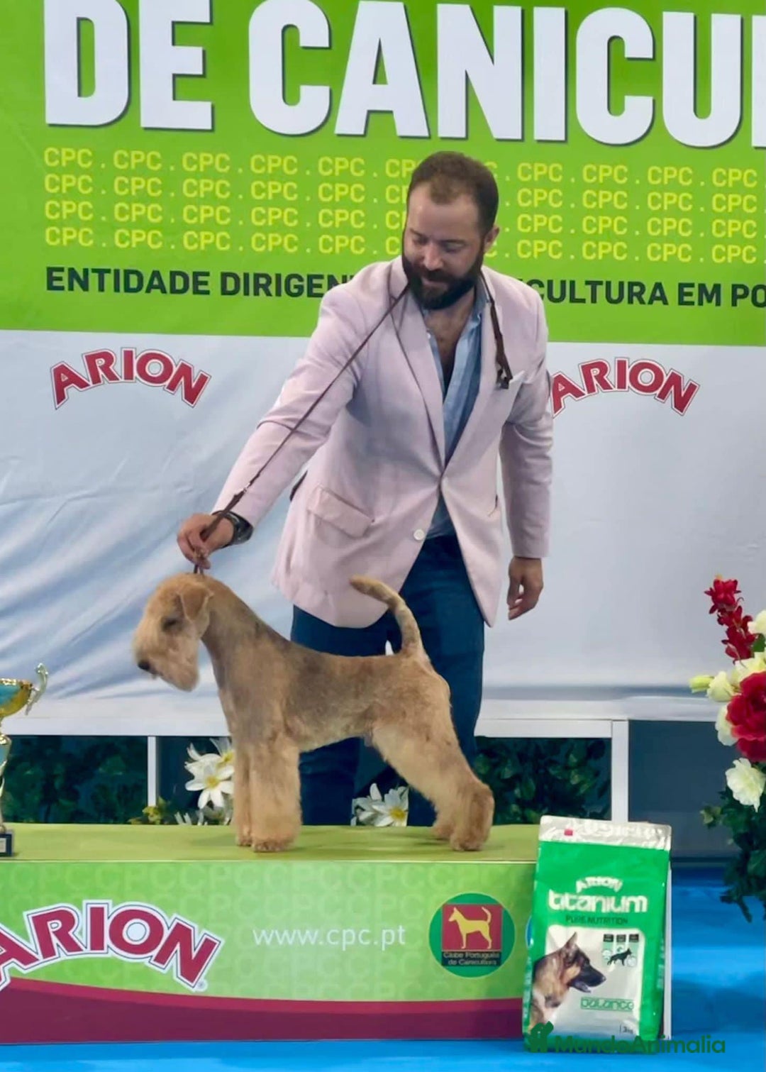 Lakeland Terrier perros en venta: Infórmate sin compromiso  en Navarra - Imagen 4