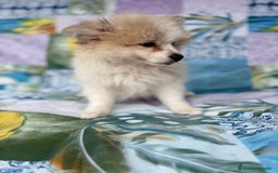 Pomerania perros en venta: Preciosa pomerania hembra - Imagen 10