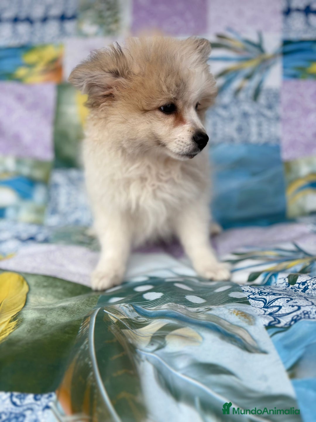 Pomerania perros en venta: Preciosa pomerania hembra - Imagen 10