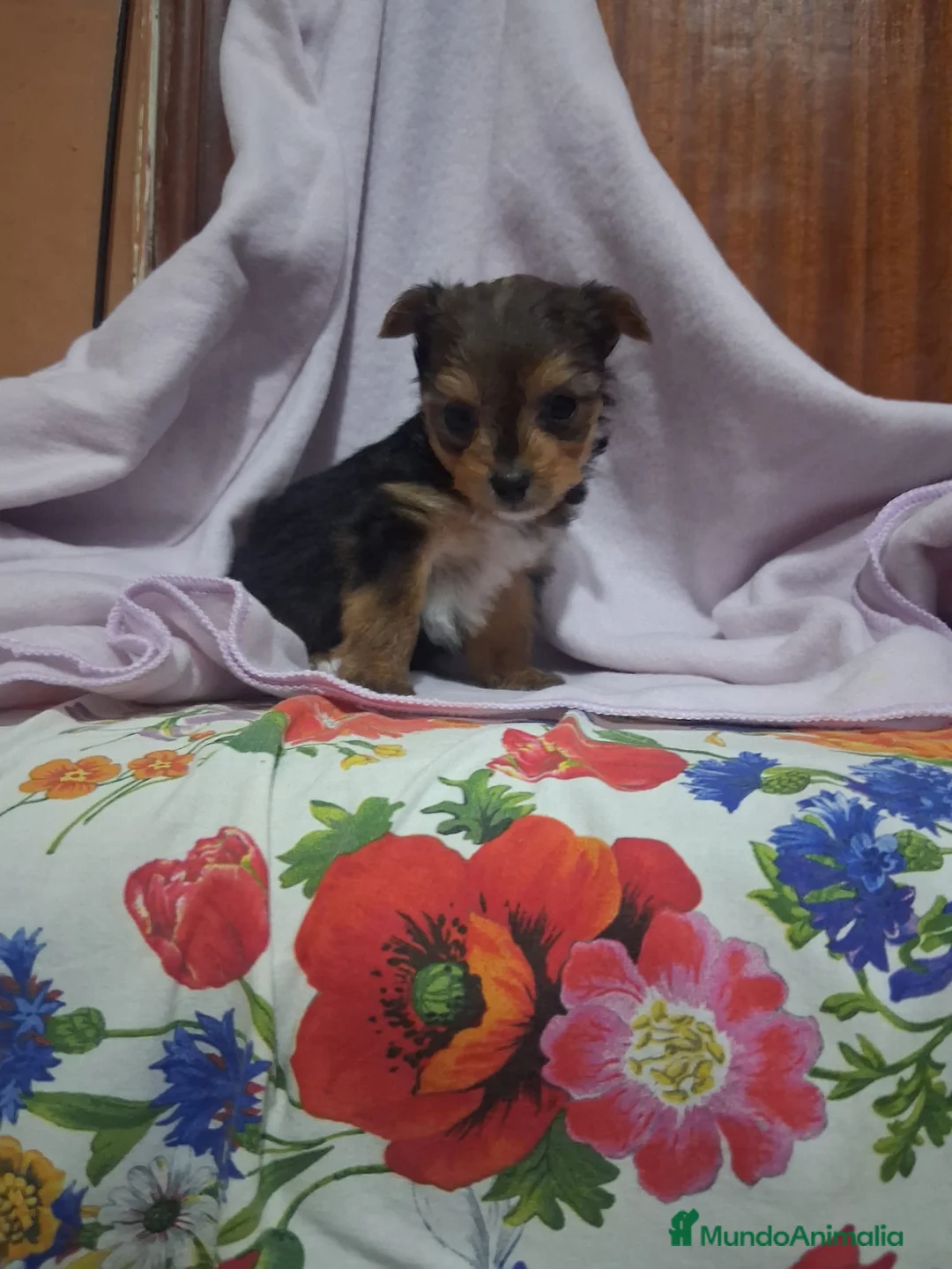 Yorkshire Terrier perros en venta: Yorkshire toy - Anuncio 1