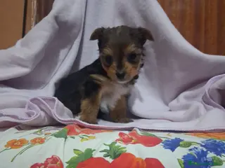 Yorkshire Terrier perros Yorkshire toy - Anuncio 1