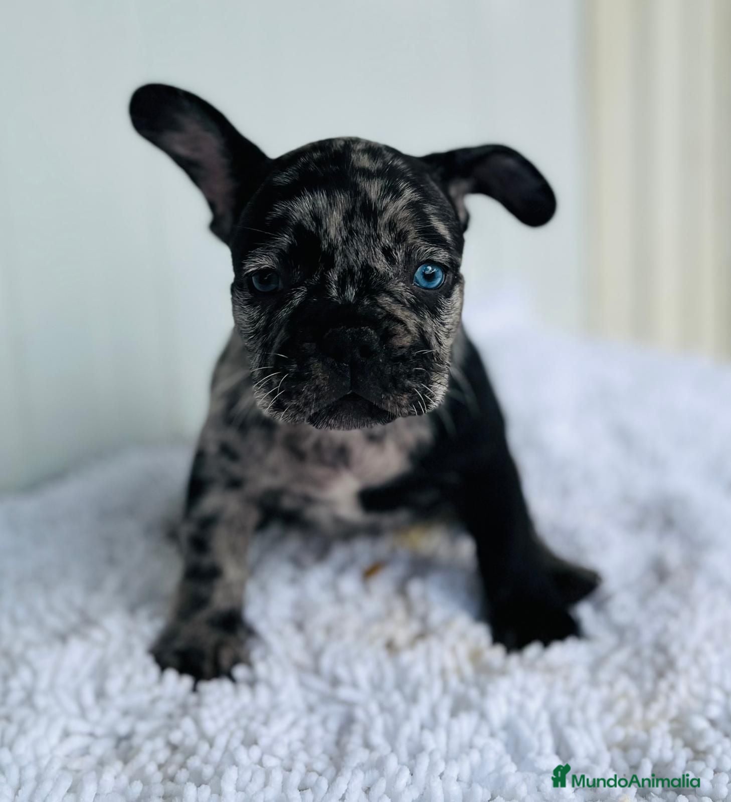 Bulldog Francés perros Bulldog francés black Merle - Anuncio 26
