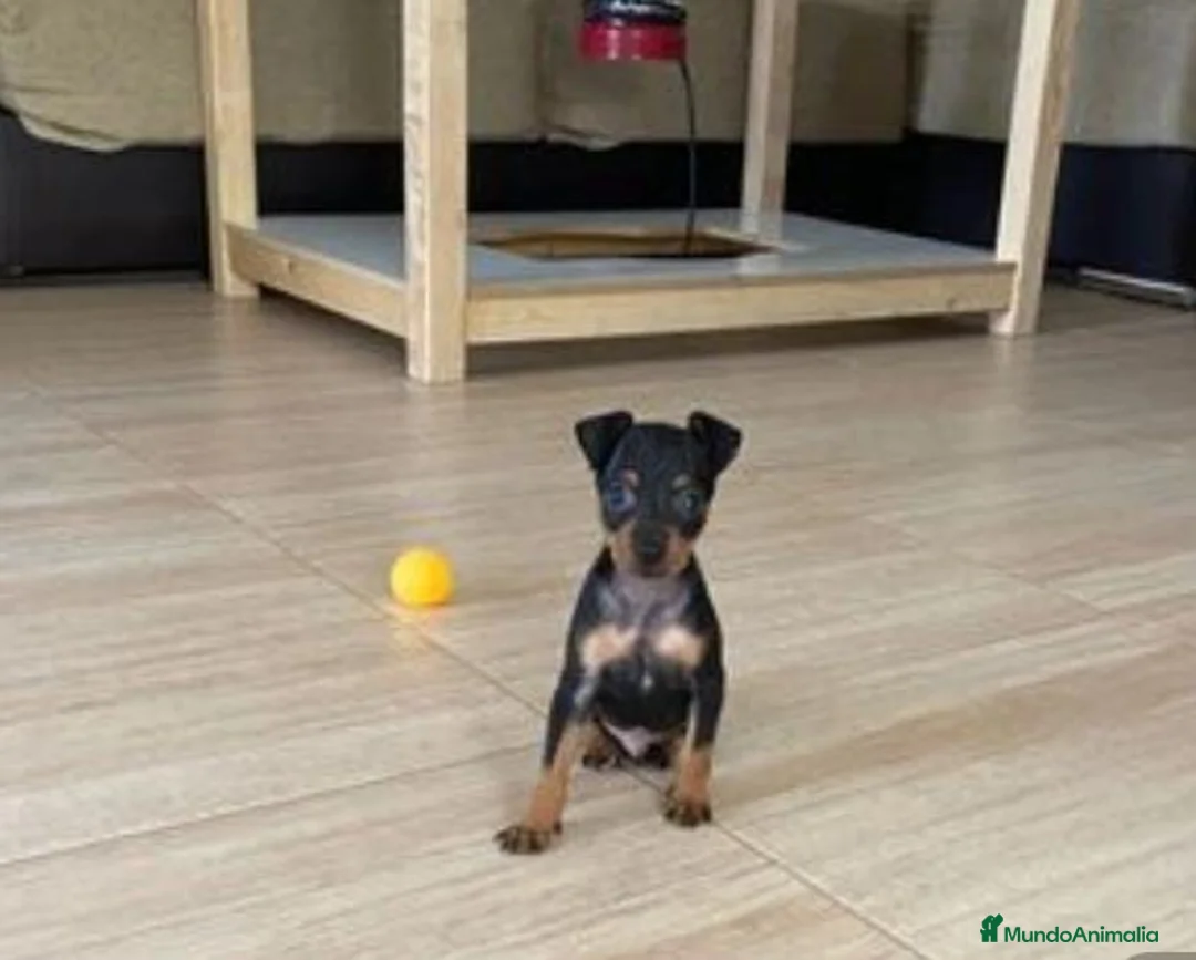 Pinscher Miniatura perros en venta: Pincher super miniatura en Badajoz - Anuncio 1