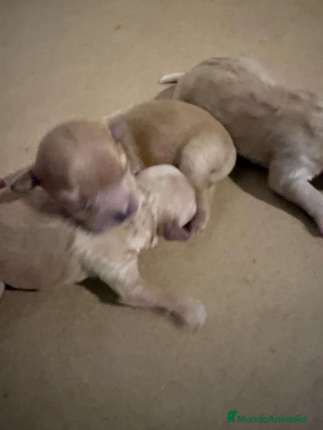 Maltipoo perros en venta: Maltipoo toys  - Anuncio 5