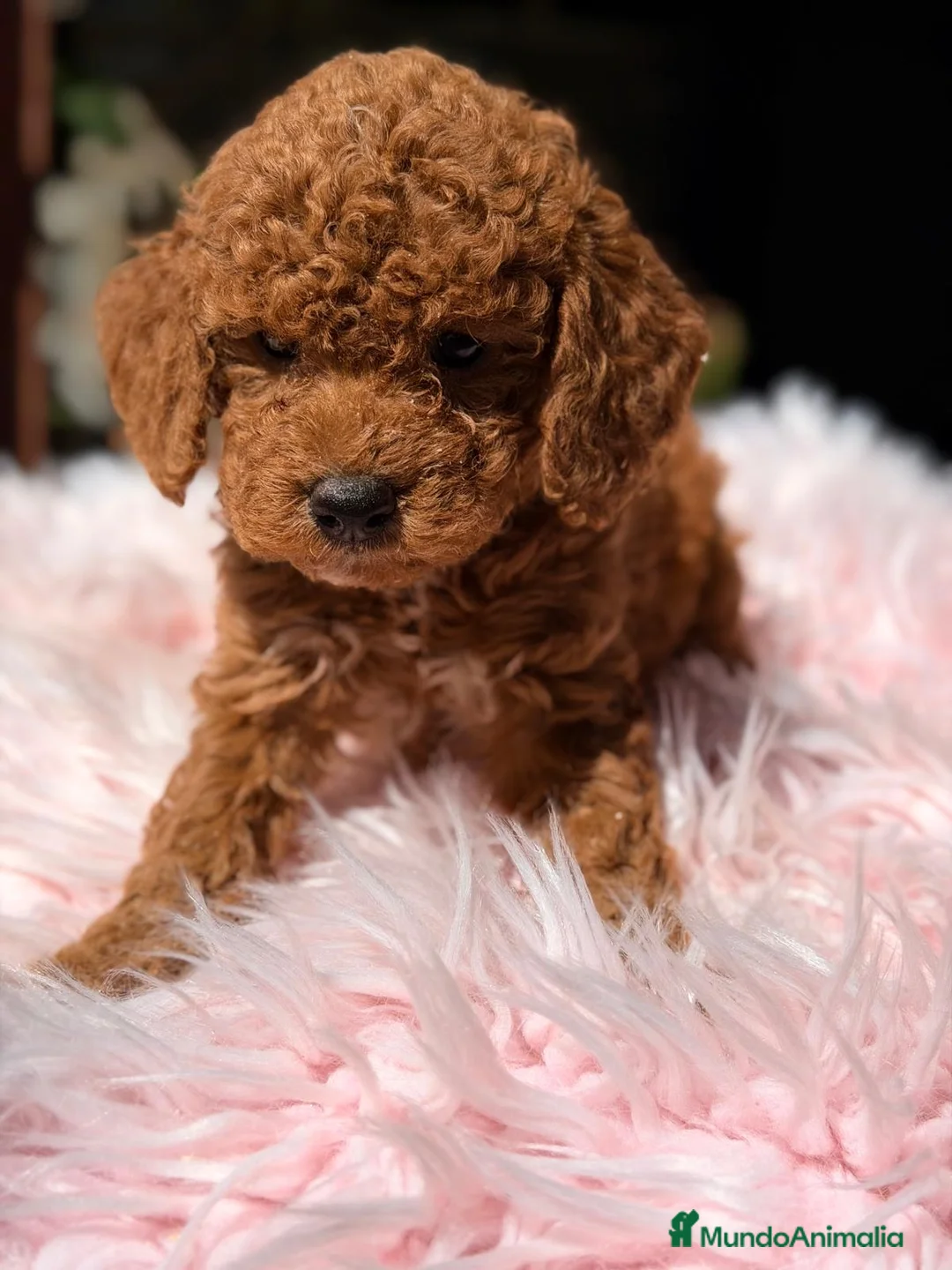 Caniche Toy perros en venta: CANICHE TOY ROJO INT - Anuncio 2