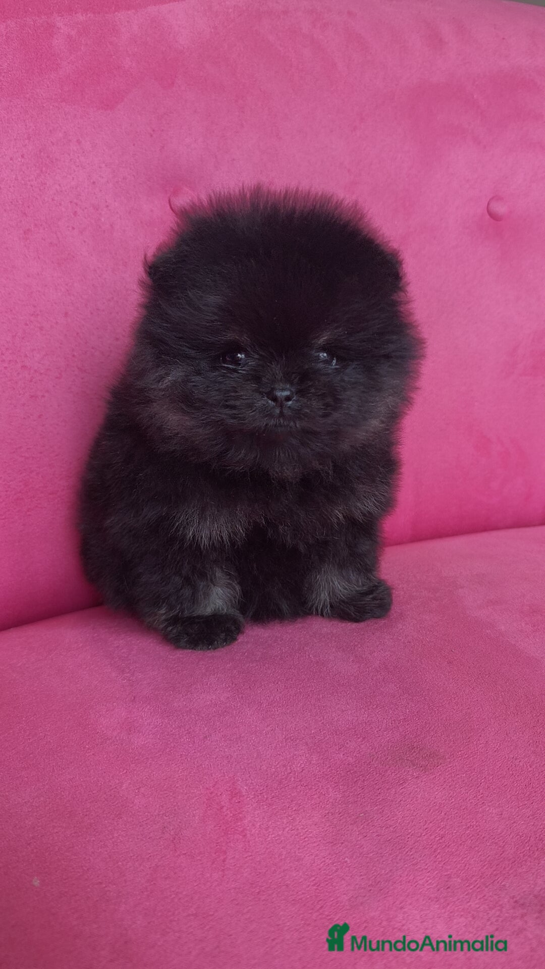 Pomerania perros en venta: Lulú Pomerania hembras  - Anuncio 14